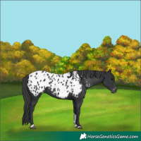 Horse Color:Black Tobiano Appaloosa 