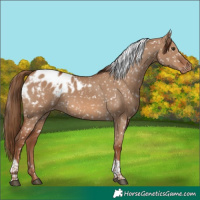 Horse Color:Red Dun Tobiano Appaloosa Rabicano 