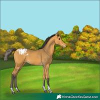 Horse Color:Buckskin Tobiano Appaloosa 