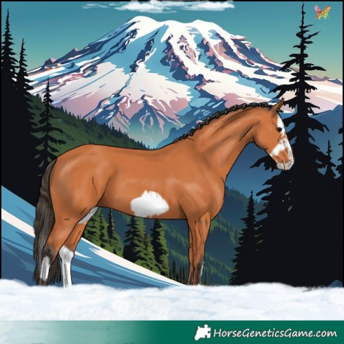 Horse Color:Bay Splash Frame  and Bay Splash 