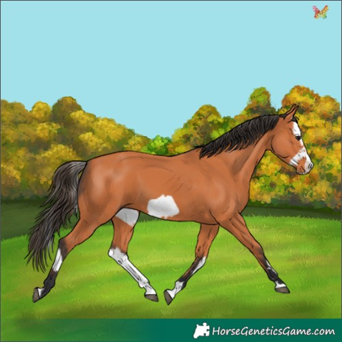 Horse Color:Bay Splash Frame and Bay Splash