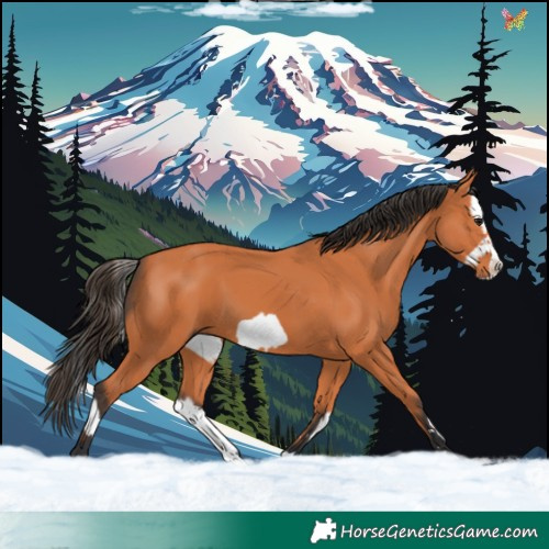 Horse Color:Bay Splash Frame  and Bay Splash 