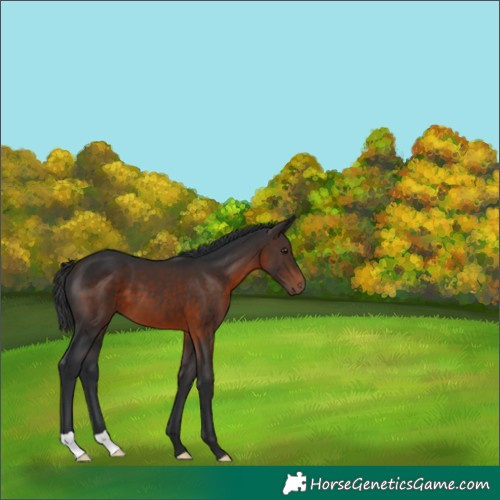 Horse Color:Brown