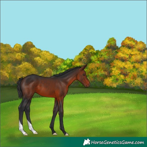 Horse Color:Bay 