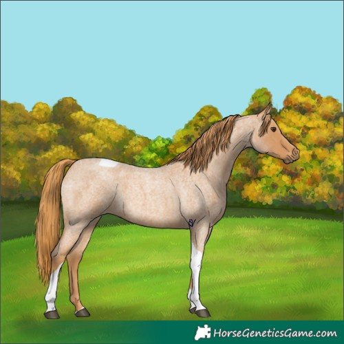 Horse Color:Red Roan Tobiano 