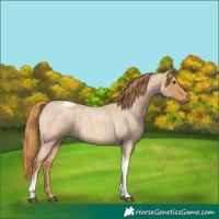 Horse Color:Red Roan Tobiano