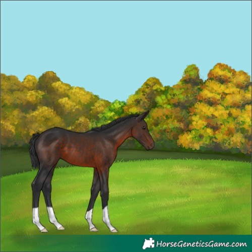 Horse Color:Brown 