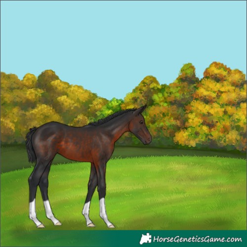 Horse Color:Brown 