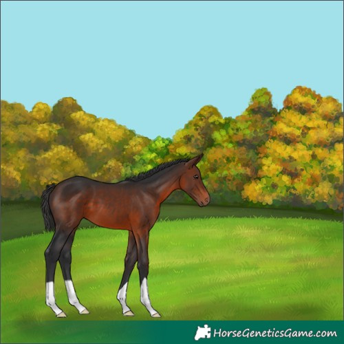 Horse Color:Bay 