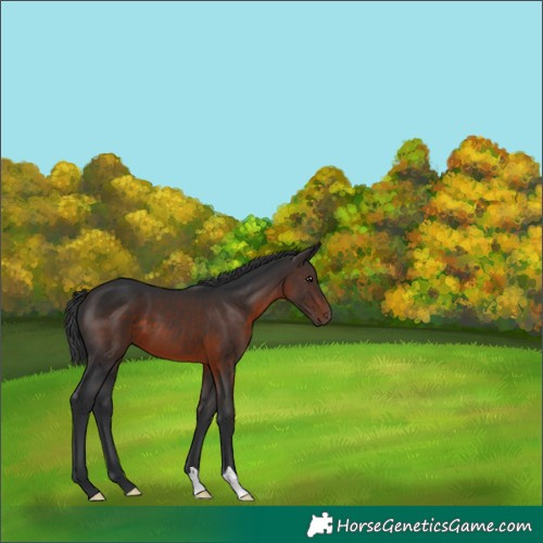 Horse Color:Brown 