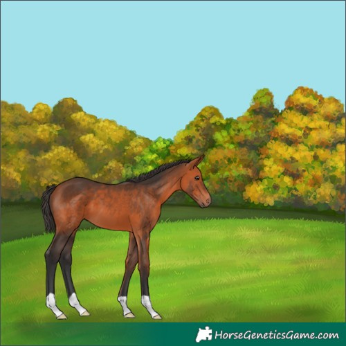 Horse Color:Bay 
