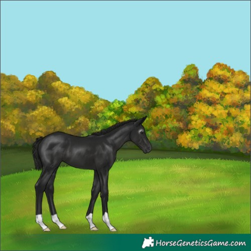 Horse Color:Gray Black 