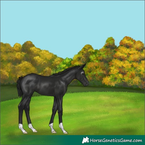 Horse Color:Gray Black 