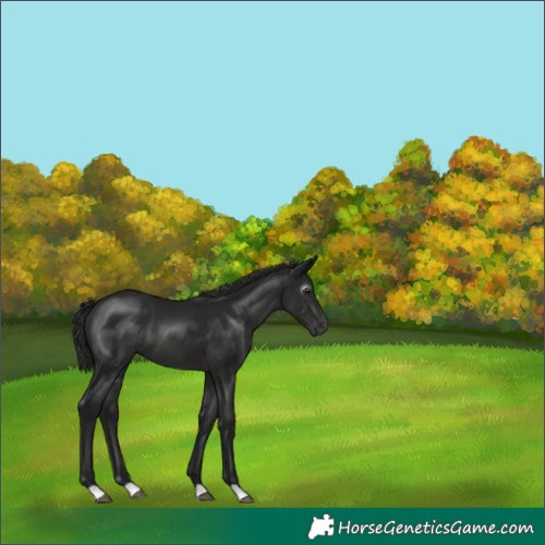 Horse Color:Gray Black 