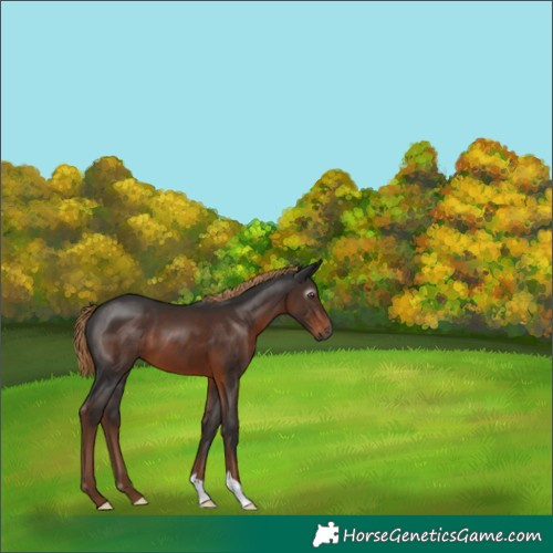 Horse Color:Gray Liver Chestnut