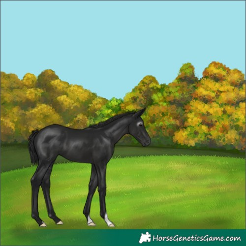 Horse Color:Gray Black 