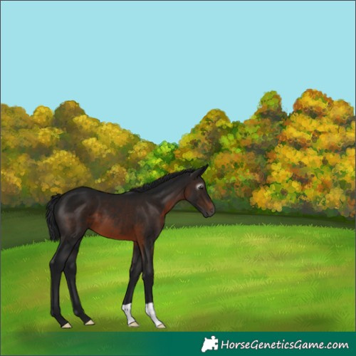 Horse Color:Gray Brown