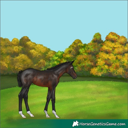 Horse Color:Gray Brown