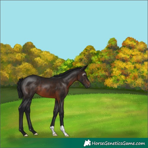 Horse Color:Gray Brown