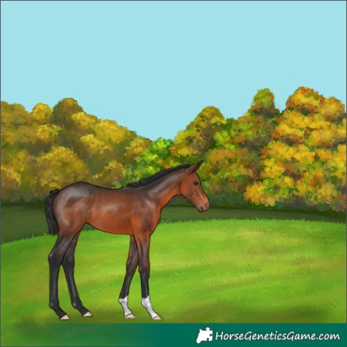 Horse Color:Brown 
