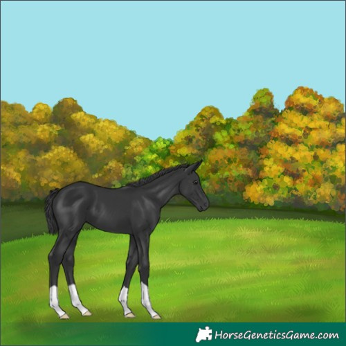 Horse Color:Black 