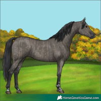 Horse Color:Grullo  and Grullo 