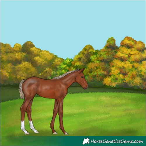 Horse Color:Chestnut 