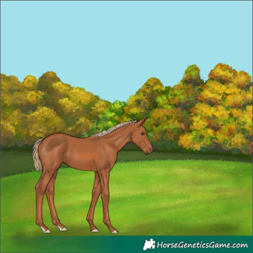 Horse Color:Chestnut 