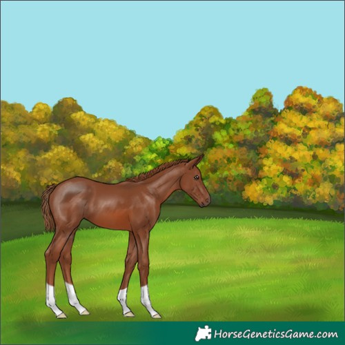 Horse Color:Chestnut 