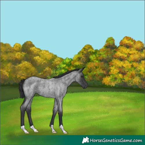 Horse Color:Blue Roan