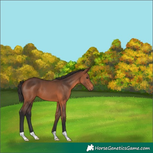 Horse Color:Bay 