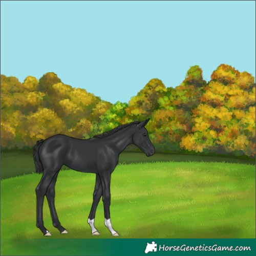 Horse Color:Black 