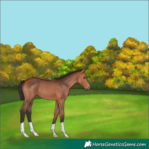 Horse Color:Bay 