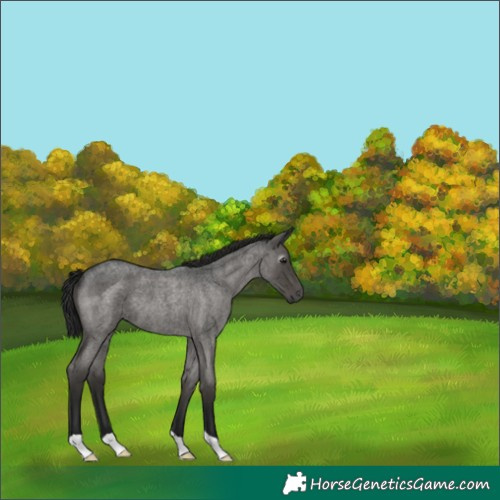 Horse Color:Gray Blue Roan