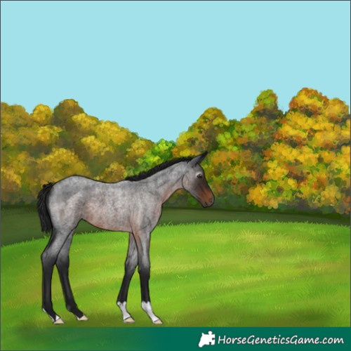 Horse Color:Gray Brown Roan 
