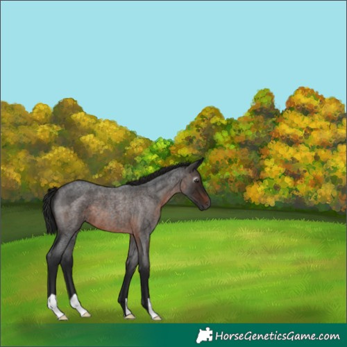 Horse Color:Gray Brown Roan 