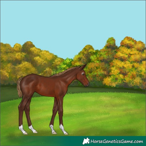Horse Color:Gray Chestnut 