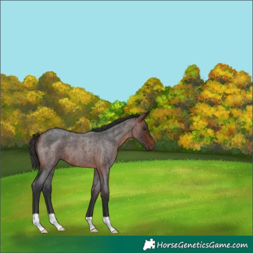 Horse Color:Bay Roan