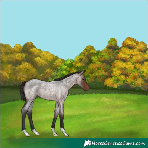 Horse Color:Brown Roan