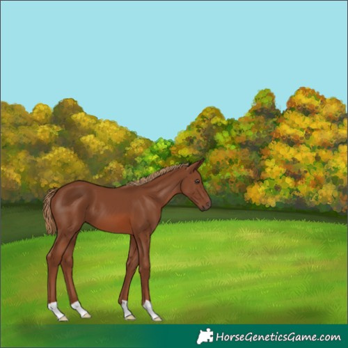 Horse Color:Chestnut 