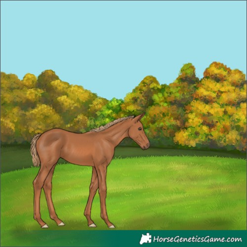Horse Color:Chestnut 