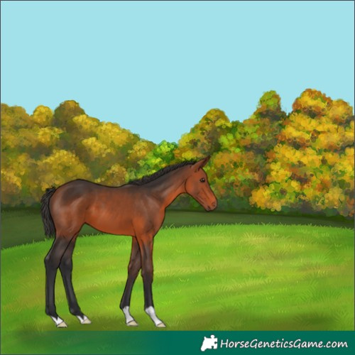 Horse Color:Bay 