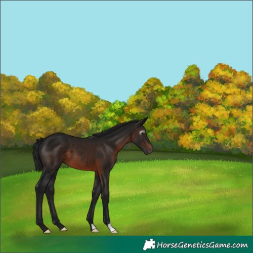 Horse Color:Gray Brown 
