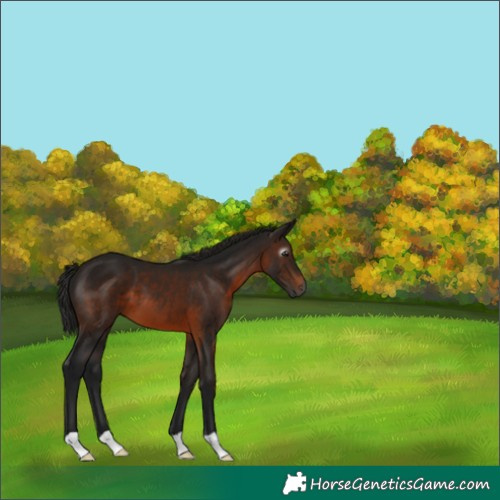 Horse Color:Gray Brown 