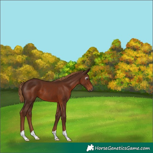 Horse Color:Gray Chestnut 
