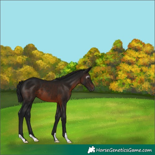Horse Color:Gray Brown 