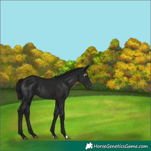Horse Color:Gray Black 