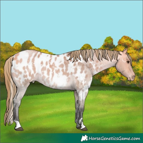 Horse Color:White Spotted Buckskin Roan Dun Appaloosa 