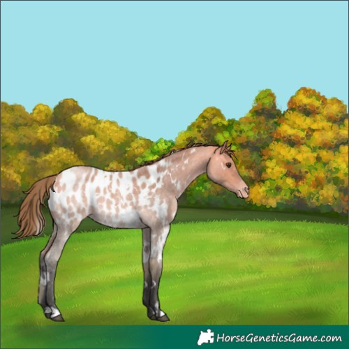 Horse Color:White Spotted Buckskin Roan Dun Appaloosa 