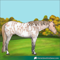 Horse Color:White Spotted Buckskin Roan Dun Appaloosa
